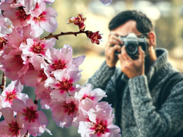 Buscamos la mejor foto de la floración del almendro